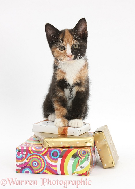 Tortoiseshell kitten sitting on birthday parcels, white background