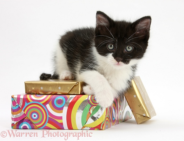 Black-and-white kitten lying on birthday parcels, white background