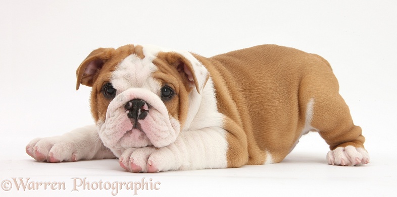 Bulldog pup, 8 weeks old, with chin on paw, white background