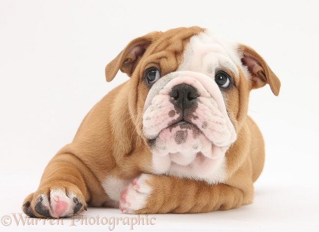 Bulldog pup, 8 weeks old, lying with head up, white background