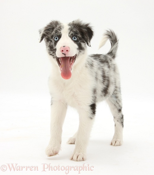 Blue merle Border Collie puppy, Reef, 10 weeks old, standing, white background