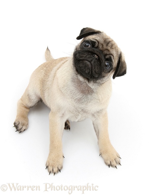 Fawn Pug pup, 8 weeks old, looking up, white background