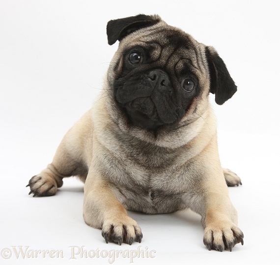 Fawn Pug dog, lying with his head up, white background