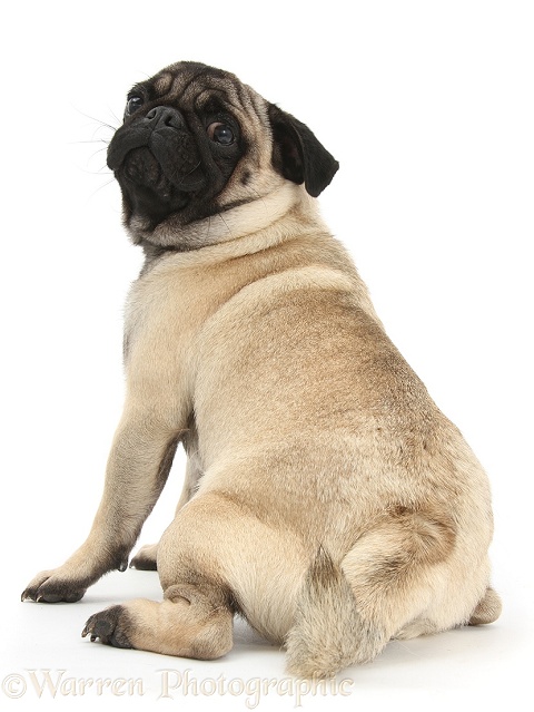 Fawn Pug looking over his shoulder, white background