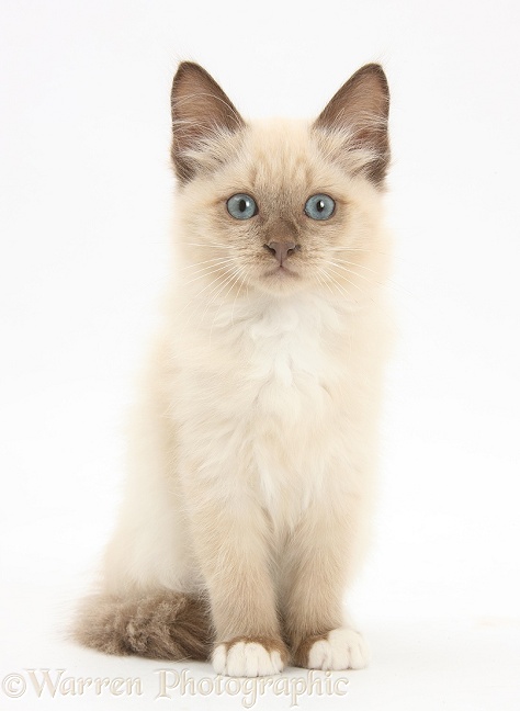Birman-cross kitten sitting, white background
