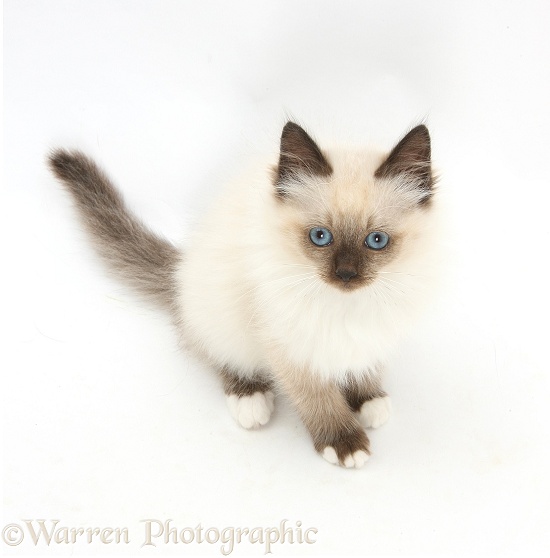 Birman-cross kitten looking up, white background