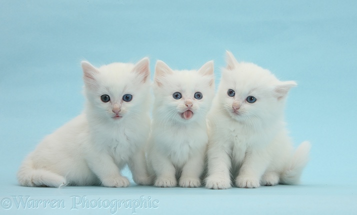 Three white kittens on blue background