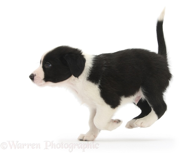 Black-and-white Border Collie pup, 6 weeks old, running across, white background