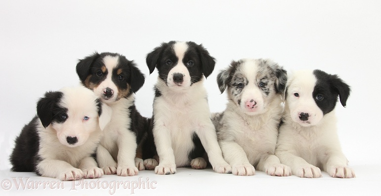 Five Border Collie pups, 6 weeks old, white background