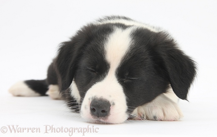 Sleepy black-and-white Border Collie pup, 6 weeks old, white background