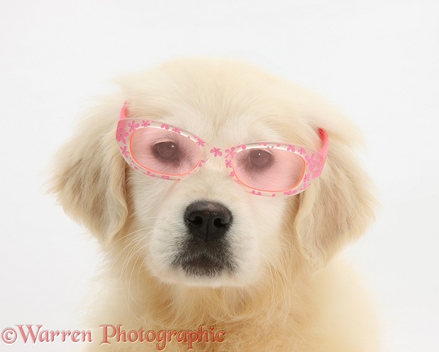 Yellow Labrador Retriever pup, Daisy, 16 weeks old, wearing a child's pair of rose tinted sunglasses, white background