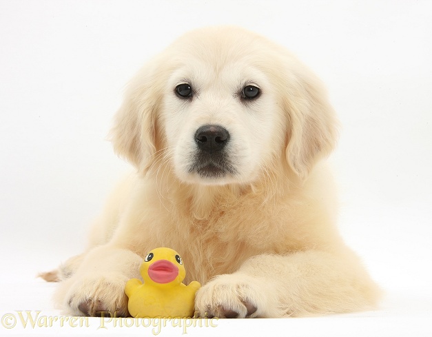 Yellow Labrador Retriever bitch pup, Daisy, 16 weeks old, with a yellow bath duck, white background