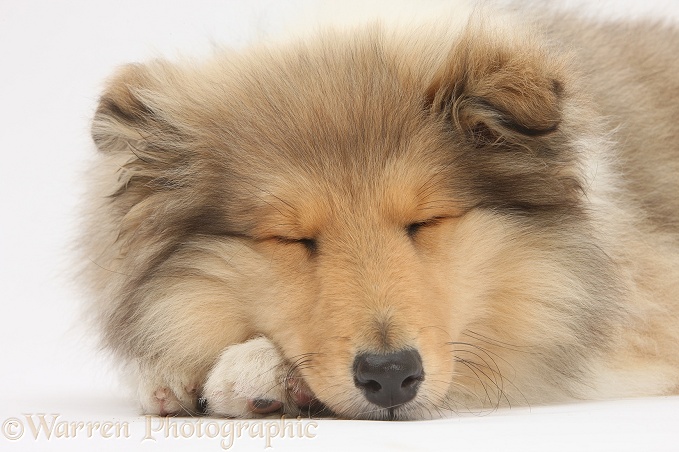 Rough Collie pup, Laddie, 14 weeks old, asleep, white background