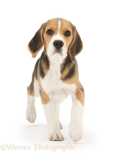 Beagle pup, Bruce, trotting, white background