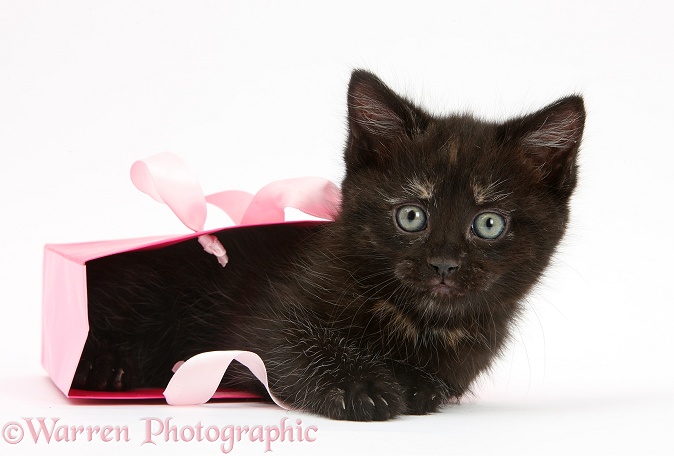 Black kitten in a pink gift bag, white background