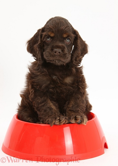American Cocker Spaniel pup sitting in a dog bowl, white background