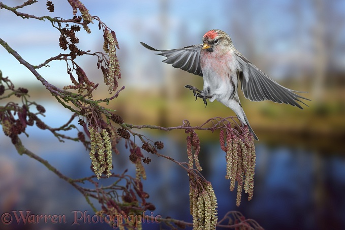 Redpoll (Carduelis flammea) male about to alight on Alder.  Europe & Asia