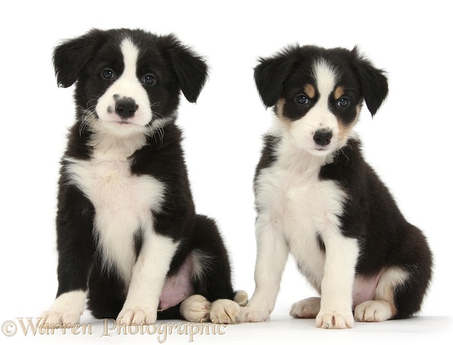 Border Collie puppies, 6 weeks old, white background