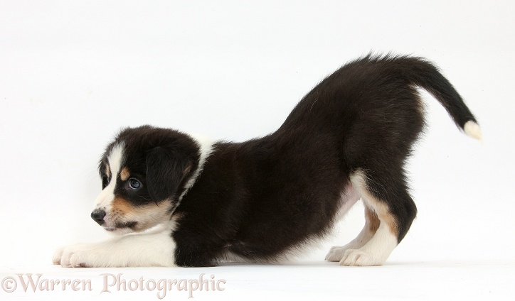 Tricolour Border Collie pup in play-bow, white background