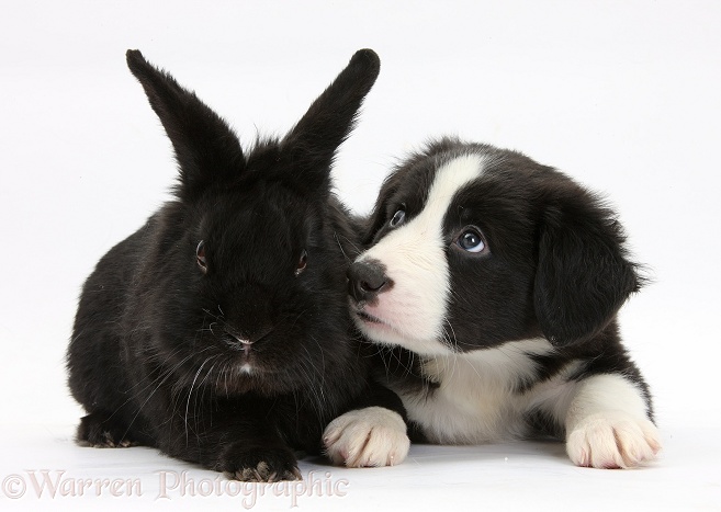 Black-and-white Border Collie pup with black rabbit, white background