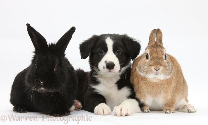 Black-and-white Border Collie pup with black rabbit and Sandy Netherland-cross rabbit, Peter, white background