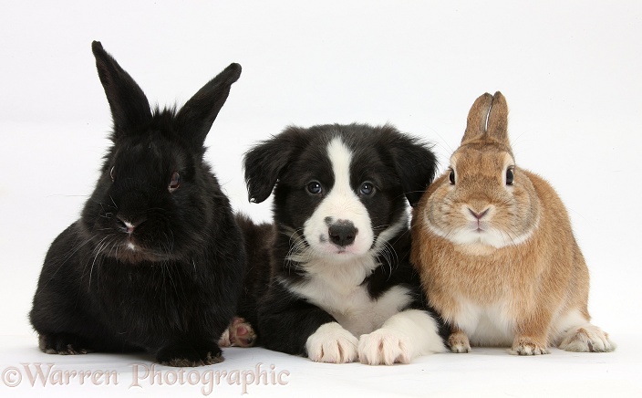 Black-and-white Border Collie pup with black rabbit and Sandy Netherland-cross rabbit, Peter, white background