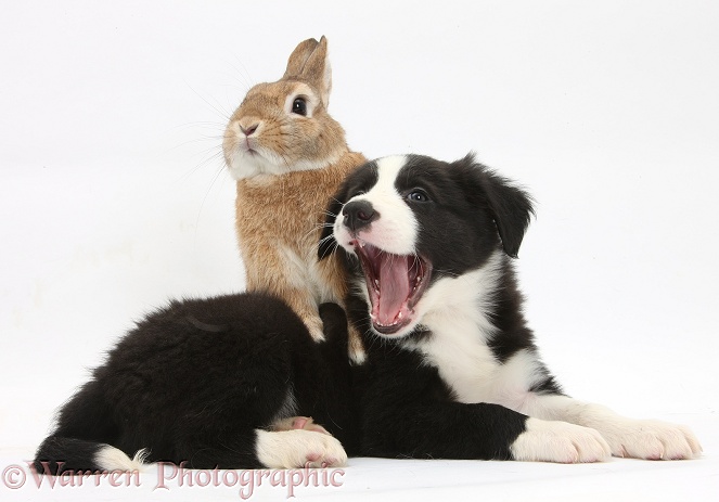 Black-and-white Border Collie pup and Sandy Netherland-cross rabbit, Peter, white background