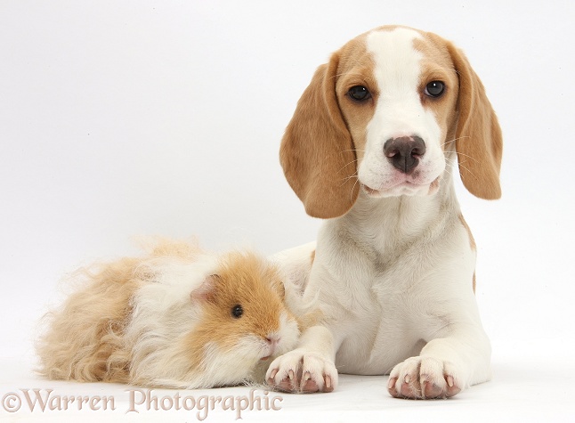 Orange-and-white Beagle pup and alpaca Guinea pig, white background