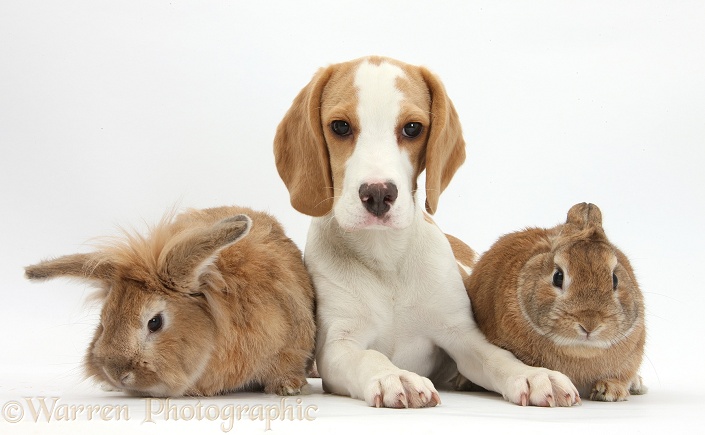 Orange-and-white Beagle pup and two rabbits, white background