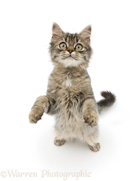 Tabby kitten, Beebee, 5 months old, standing up with raised paws, white background