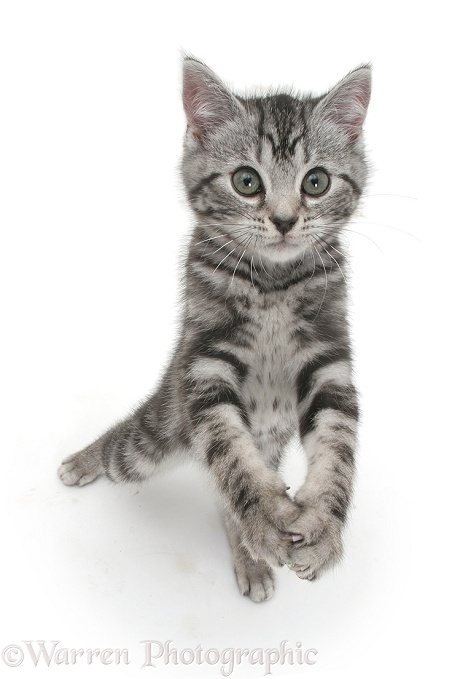 Silver tabby kitten reaching up, white background