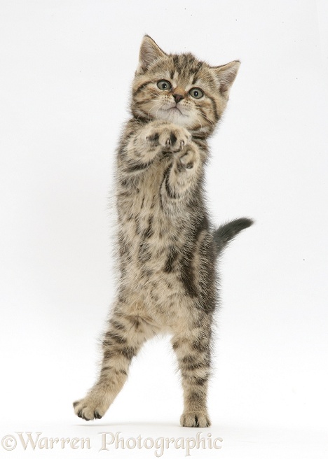 Playful tabby kitten standing up and grasping, white background