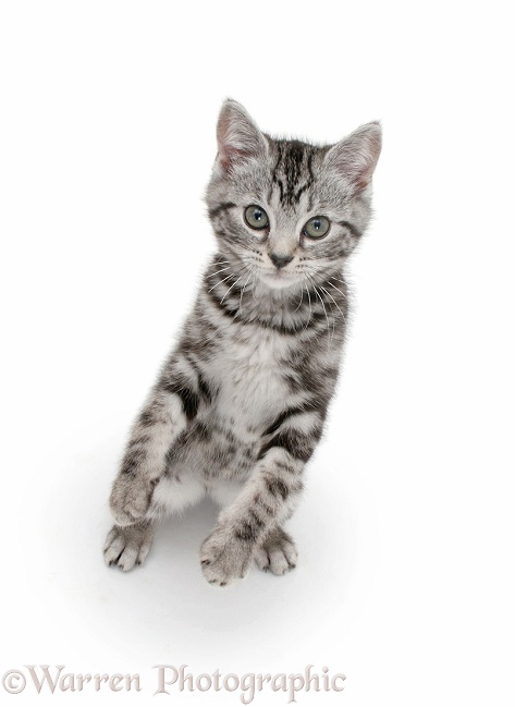 Silver tabby kitten reaching up, white background