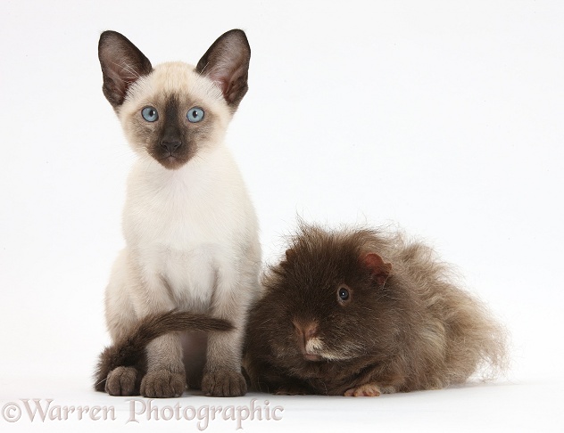 Shaggy Guinea pig and Siamese kitten, 10 weeks old, white background