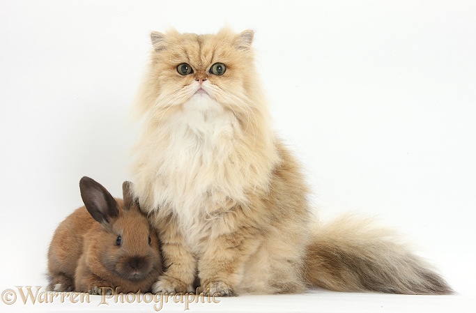 Golden Chinchilla Persian female cat, Jazzy, 6 years old, with young rabbit, white background