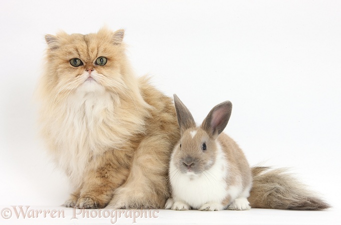 Golden Chinchilla Persian female cat, Jazzy, 6 years old, with young rabbit, white background