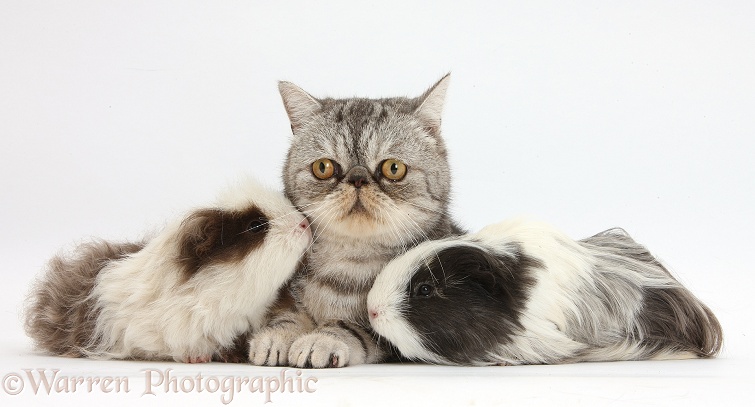 Long-haired Guinea pigs and Silver tabby Exotic male cat, Bugsie, 5 years old, white background