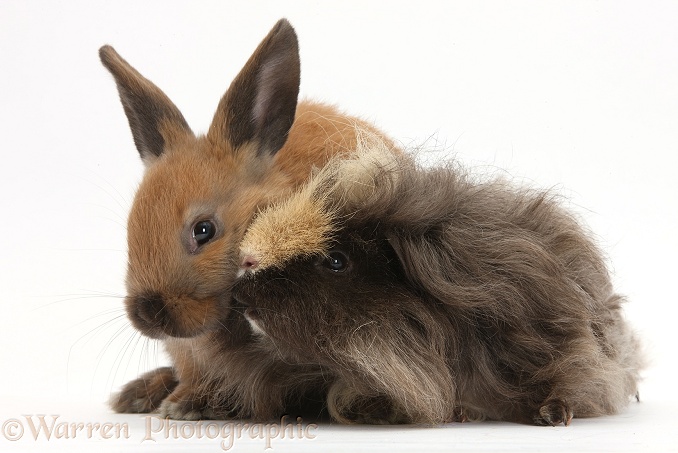 Long-haired Guinea pig and young rabbit, white background