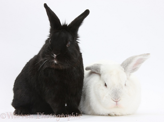 White rabbit with black rabbit, white background