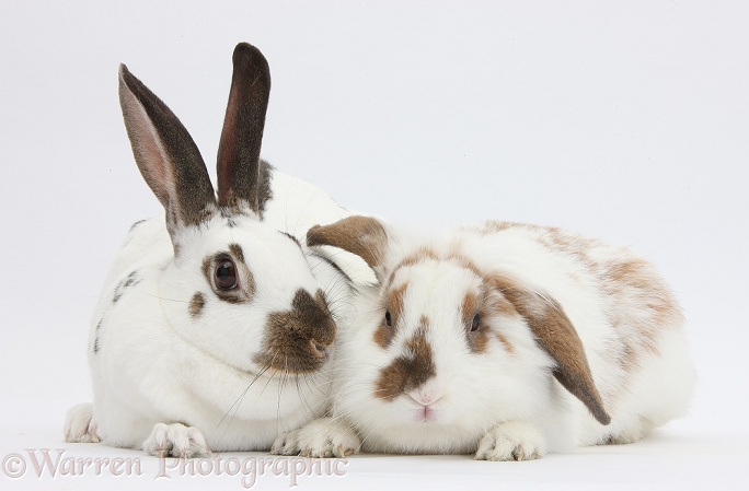 Two brown-and-white rabbits, white background
