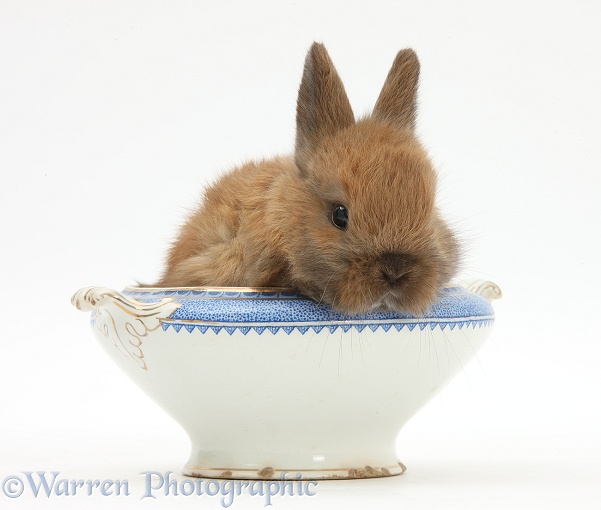 Baby Netherland dwarf-cross rabbit in a china bowl, white background