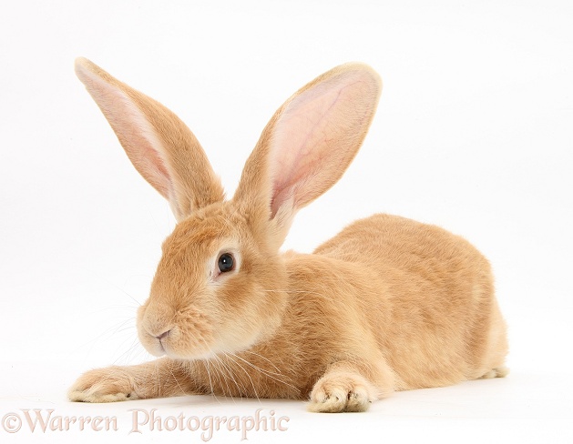 Flemish Giant Rabbit, Toffee, white background