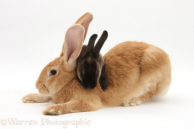 Flemish Giant Rabbit, Toffee, with sooty Rex rabbit, white background