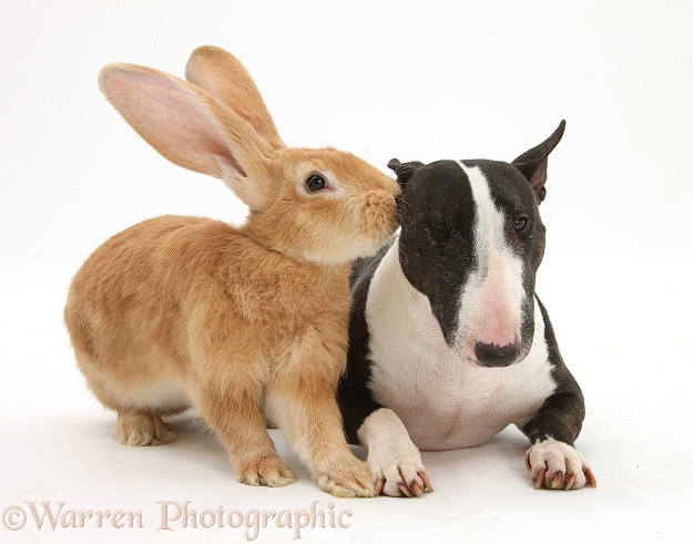 Flemish Giant rabbit, Toffee, and Miniature Bull Terrier bitch, Lily, white background