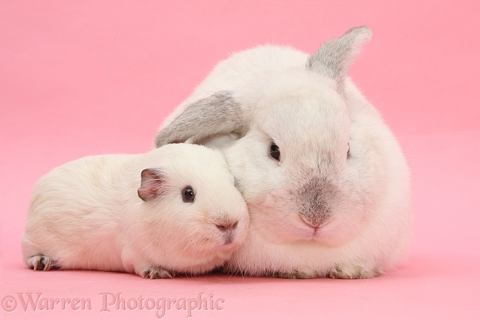 White Guinea pig and white rabbit on pink background