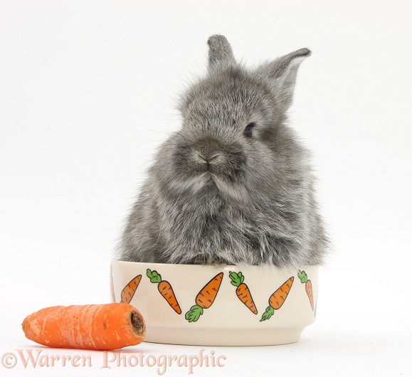Young Silver Lionhead rabbit in a food bowl with carrot, white background