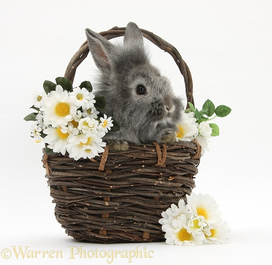 Young Silver Lionhead rabbit in a basket with flowers, white background