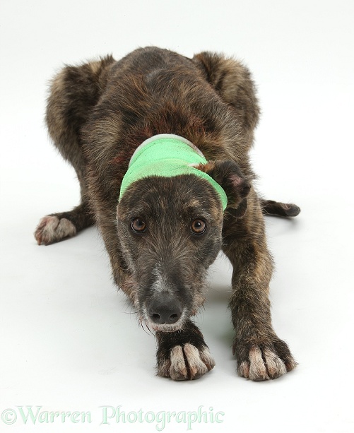 Brindle Lurcher, Kite, wearing a bandage after damaging an ear, white background