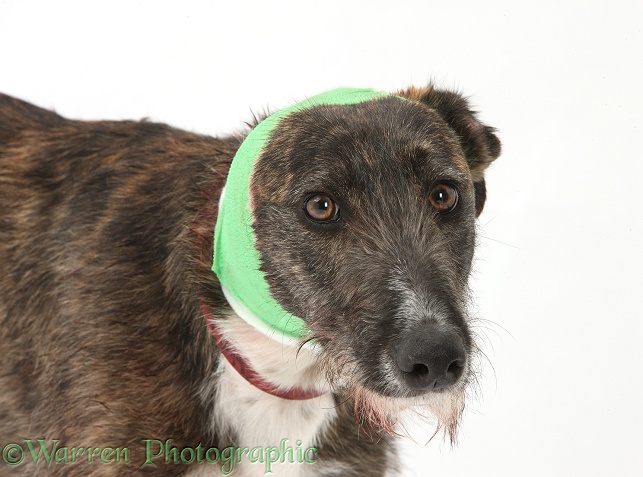 Brindle Lurcher, Kite, wearing a bandage after damaging an ear, white background