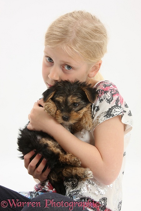 Siena with Yorkshire Terrier pup, 7 weeks old, white background